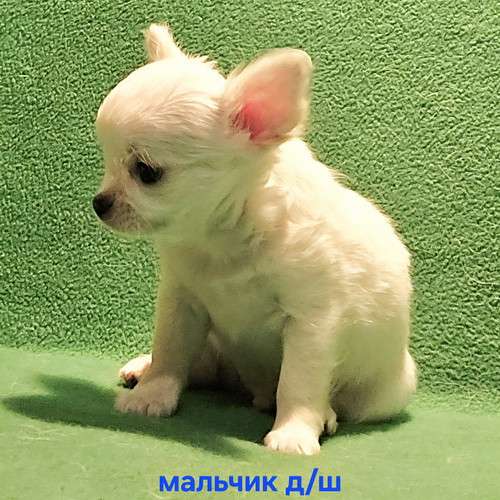 Очаровательный щенок чихуахуа в Москве фото 7
