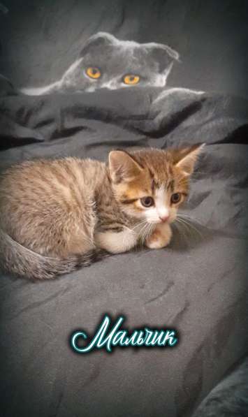 Котята в добрые руки, бесплатно