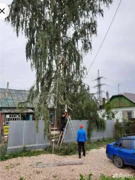 Спил деревьев в Туле фото 4