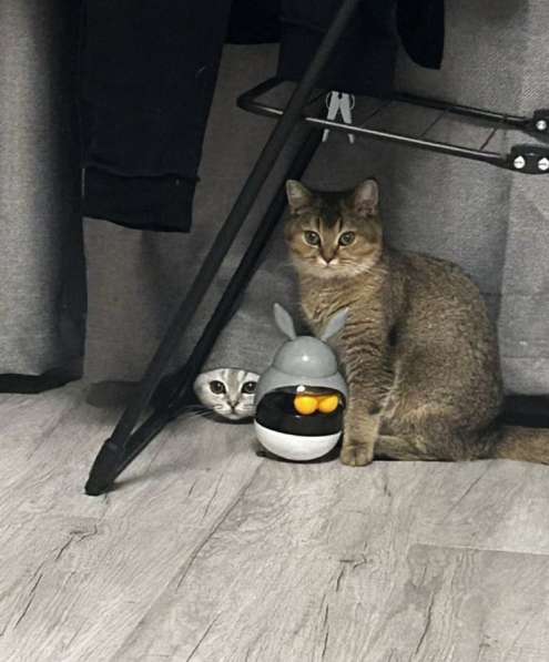 Шотландские котята в Ставрополе фото 4