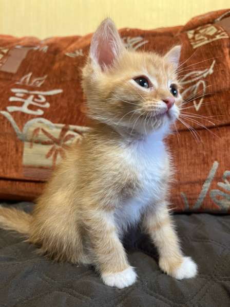 Отдам котят в добрые руки в Томске фото 3