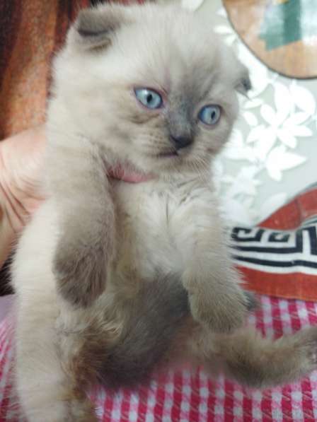 Scottish fold. male, Scottish strait female. Document в фото 8