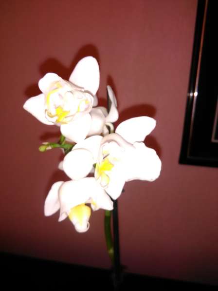 Орхидеи фаленопсисы в фото 4