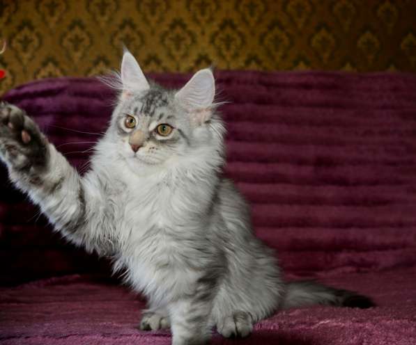 Свободны шикарные котята мэйн-куны редких окрасов в Москве фото 18