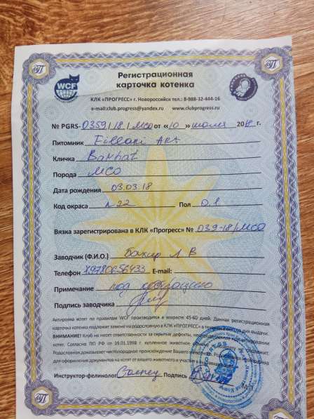 Продам мейн-куна в Евпатории фото 3