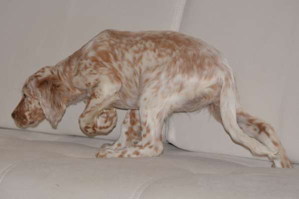 Английский сеттер щенки из элитного питомника в Москве фото 133