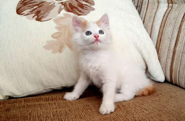 Котенок-пуховичок в добрые руки, 2,5 мес в Москве фото 17