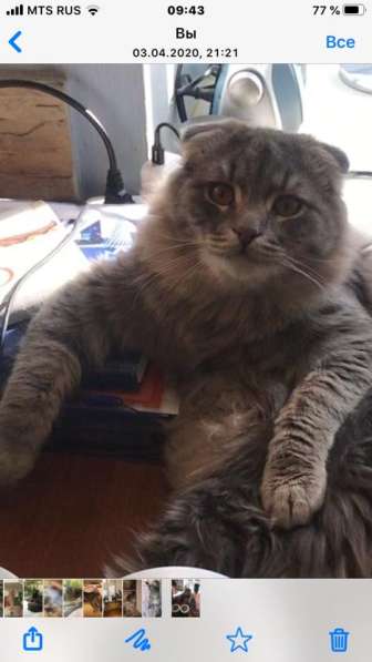 Отдам котиков в добрые руки в Москве фото 4