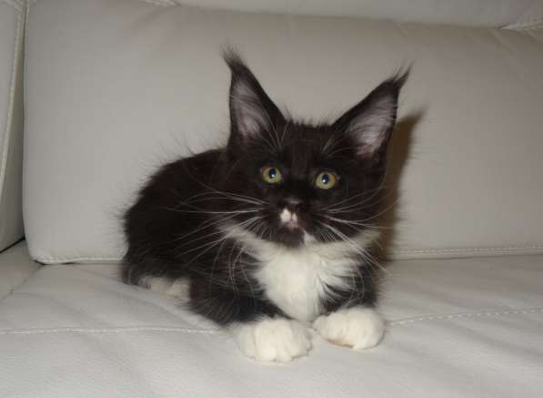 Лексус котик мейн кун в Москве фото 18