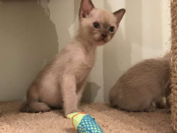 Котята традиционной американской бурмы в Москве фото 14