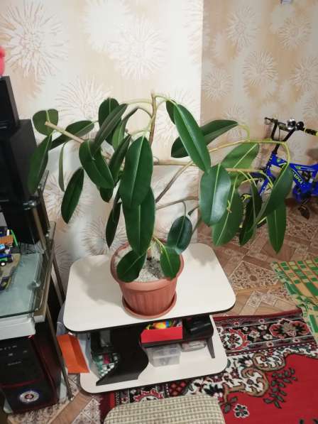 Фикус Эластика в фото 7