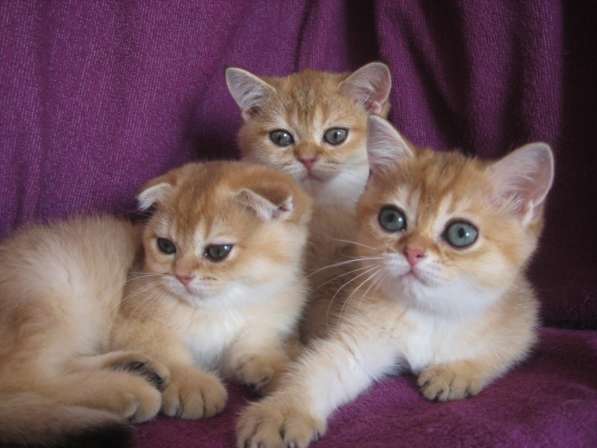 Золотые шотландские котята в Казани фото 8