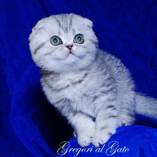 Вислоухий плюшевый серебристый клубный котик
