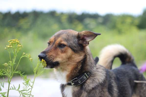 Небольшой пёсик в добрые руки в Москве фото 4