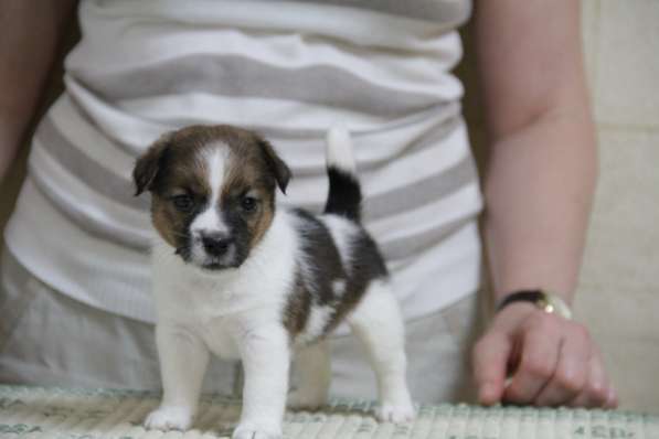 Щенки джек рассел терьера в Реутове фото 5