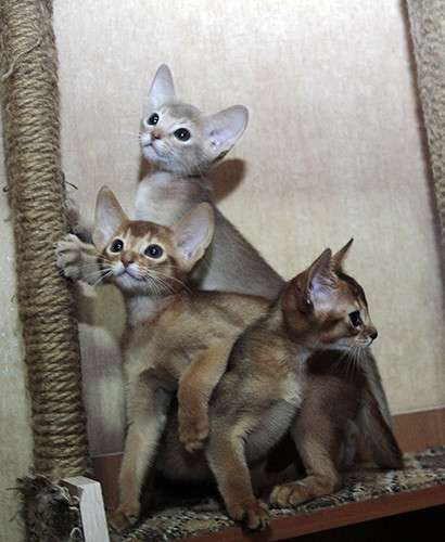 Абиссинские котята - лучик солнышка в ваш дом! Доставка! в фото 13