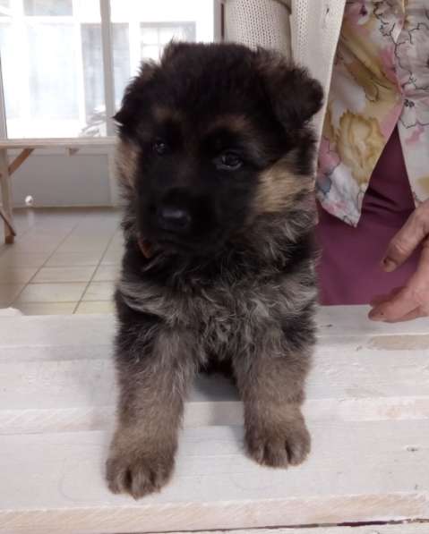 Щенок немецкой овчарки в Краснодаре фото 5