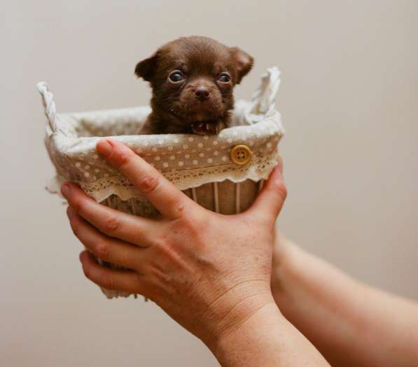 Продам щенков чихуахуа в Москве фото 6
