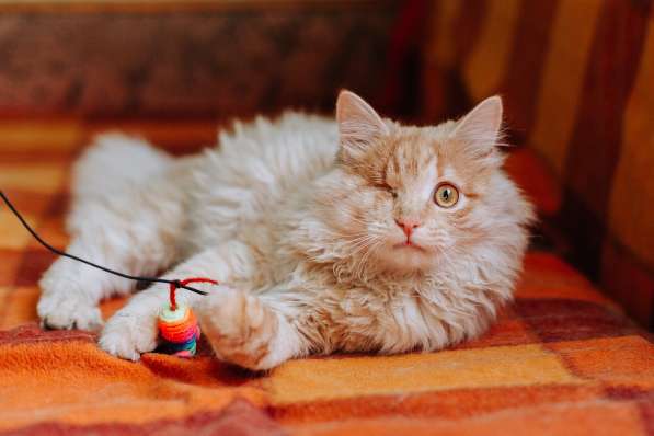 Рыжий котик Мокки с одним глазиком ищет дом