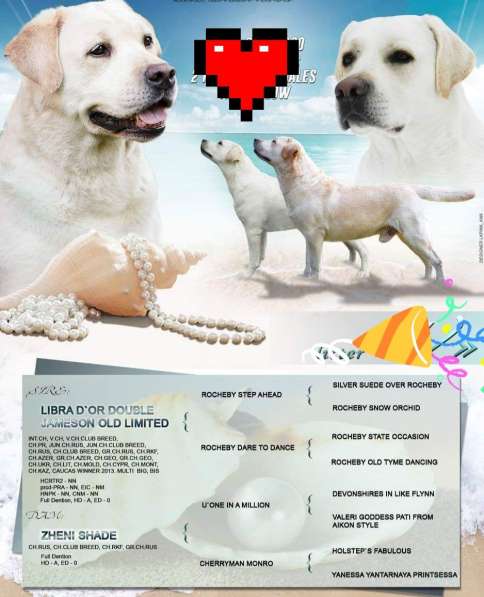 Щенки Лабрадор Ретривер в Саранске фото 3