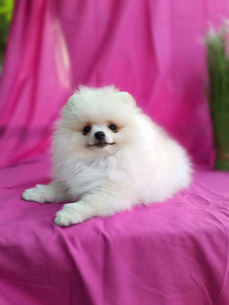 Померанский шпиц в фото 3