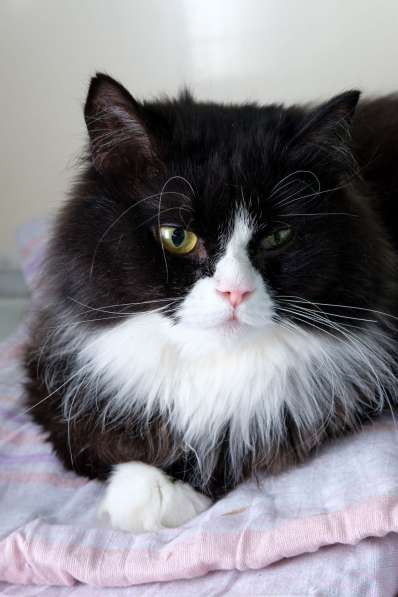 Кошечка Муфточка ищет дом