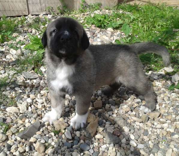 Щенки Кангала для ценителей породы в Москве фото 16