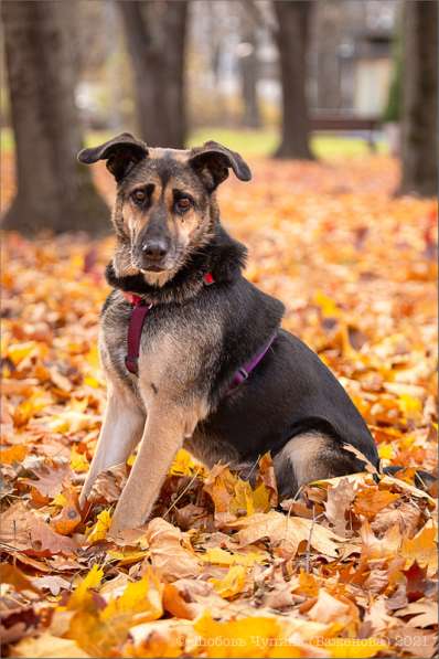 Ласка - дружелюбная, совершенно неконфликтная мудрая собака в Москве фото 22