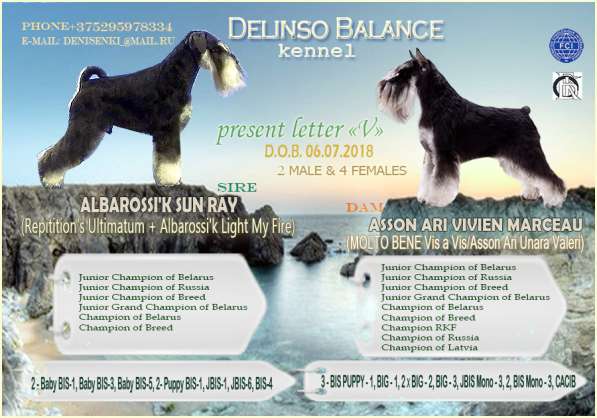 Шикарные щенки цвергшнауцера окраса черный с серебром в фото 10