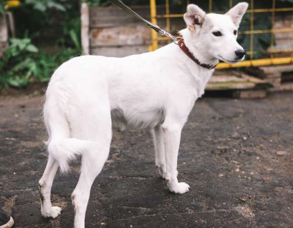Маленькая белая собачка Зефирка в дар в Москве фото 3