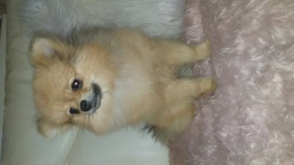 Померанский шпиц - медвежий тип в фото 17