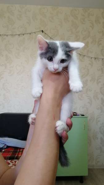 Спасение котят в Иркутске фото 8