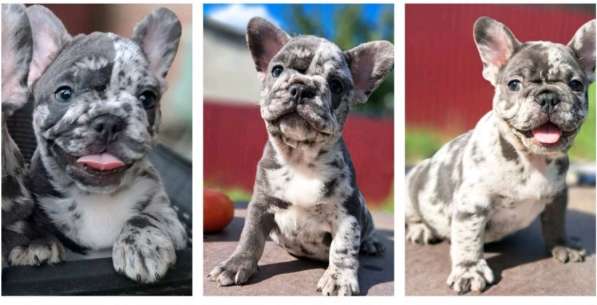 Французский бульдог. Blue merle в 