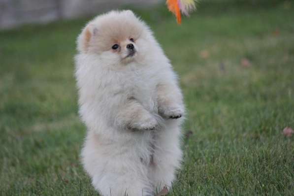 Pomeranian / FCI / Puppy / Pedigree в фото 6