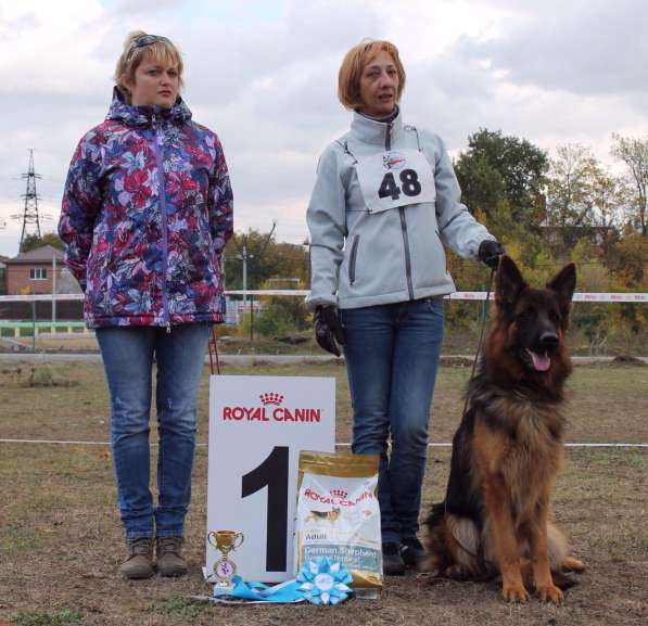 Продаются щенки немецкой овчарки в Краснодаре в Краснодаре фото 4