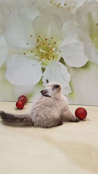 НЕВСКИЙ МАСКАРАДНЫЙ КОТЁНОК в Москве фото 7