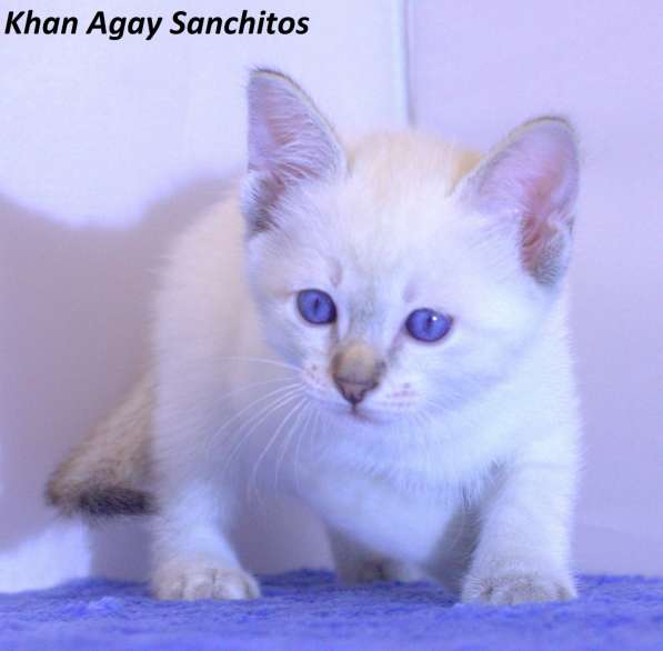 Тайские котята в Санкт-Петербурге фото 3