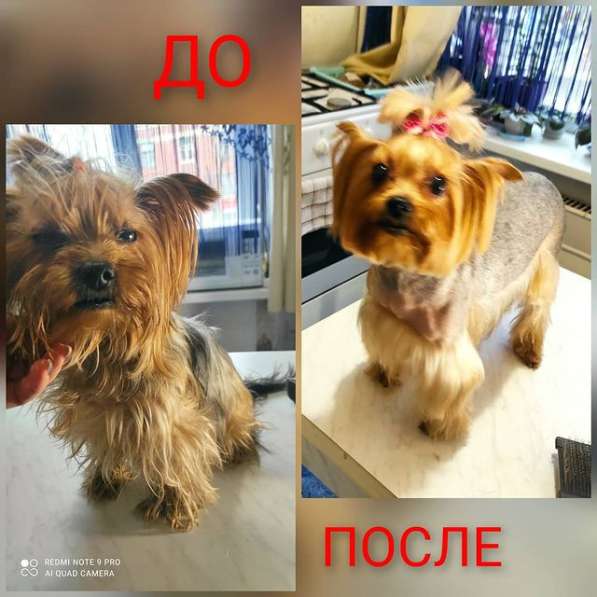 Грумер для собак на дому в Москве фото 3