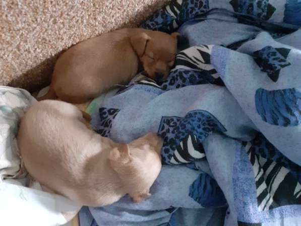 Той терьер щенки в Москве фото 5