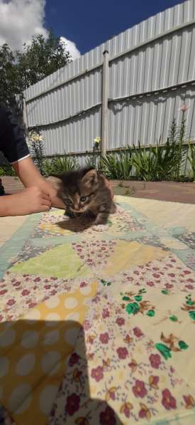 Котята в добрые руки в Балашихе фото 5