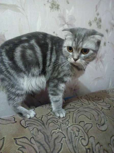 Котята британские в Саратове фото 3