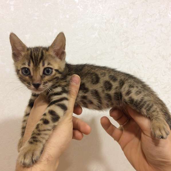 Бенгальские котята в фото 20