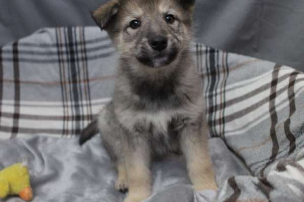 Черный щенок со звездочкой на груди в Санкт-Петербурге фото 27