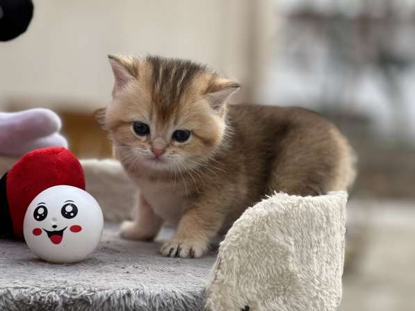 Продаётся котёнок британец! в фото 21