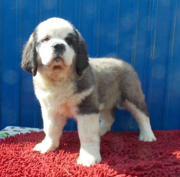 Sale. Puppies of long-haired senbernary. Arrange delivery в Владивостоке фото 22