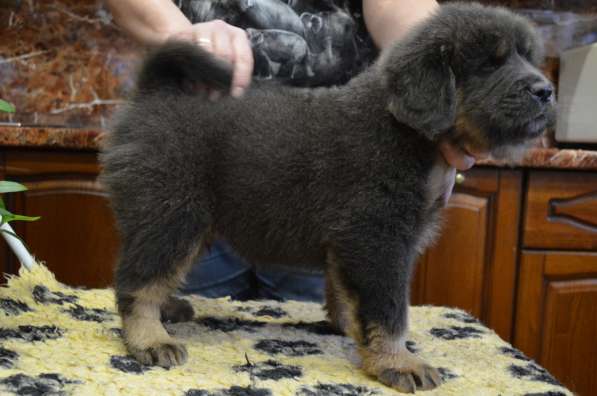 Тибетский мастиф - лучший страж на территории в Москве фото 80