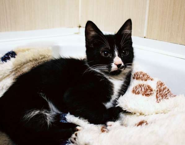 Юные котята ищут дом в Санкт-Петербурге фото 7