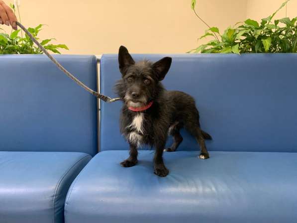 Ищем укротителей для красивой кошечки в Санкт-Петербурге фото 11