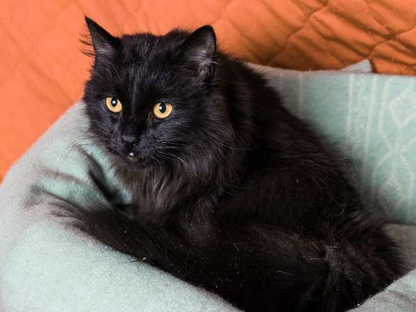 Черный кот Сэмуель–метис мейн-куна в добрые руки в Москве фото 8