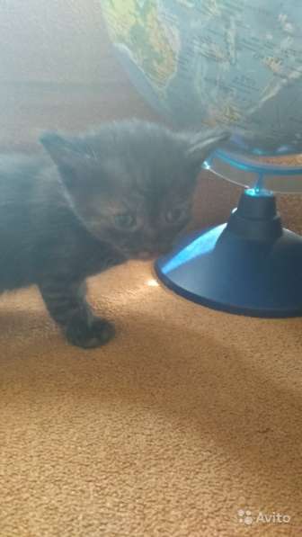 Раздаю счастье в Пензе фото 3